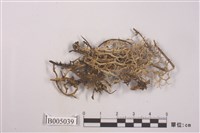 藏品(分枝石蕊)的圖片